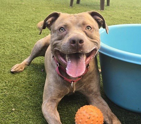 SIMBA - Pit Bull Terrier available for adoption