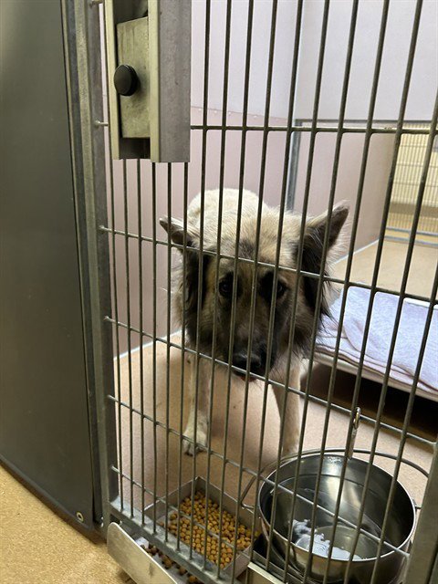 LOKI - German Shepherd Dog available for adoption