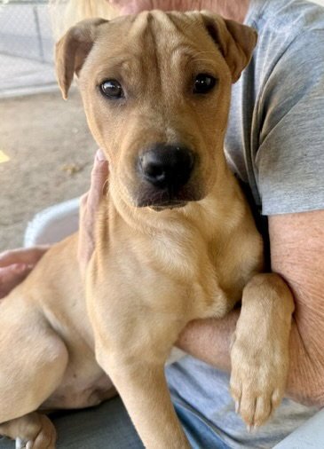 WASHINGTON - Pit Bull Terrier available for adoption