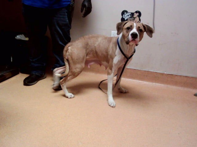 POSH - Pit Bull Terrier available for adoption