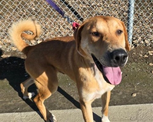 RED - Labrador Retriever available for adoption