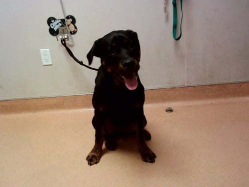 LULU - Rottweiler available for adoption