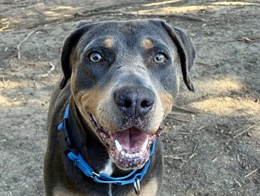 LORNA - Doberman Pinscher available for adoption