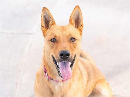 PUFFY - German Shepherd Dog available for adoption