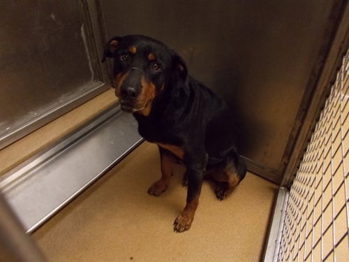 ABU - Rottweiler available for adoption