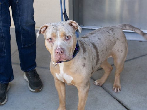 CLEO - Pit Bull Terrier available for adoption