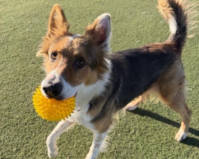 DAISY - Australian Shepherd available for adoption