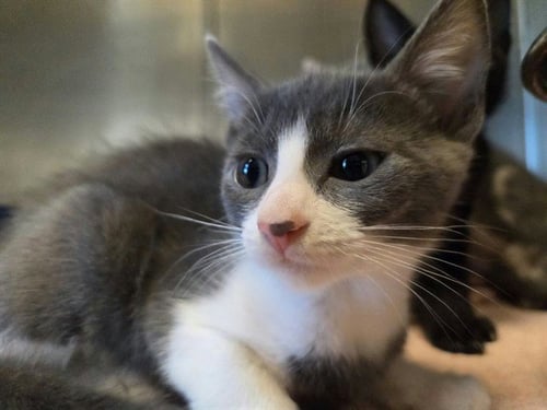 CLEO - Domestic Short Hair available for adoption