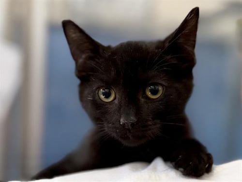BLINK - Domestic Short Hair available for adoption