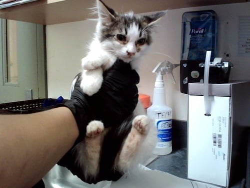 A1053498 - Domestic Medium Hair available for adoption