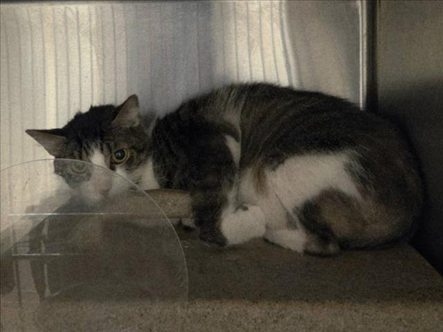 BENITO - Domestic Short Hair available for adoption