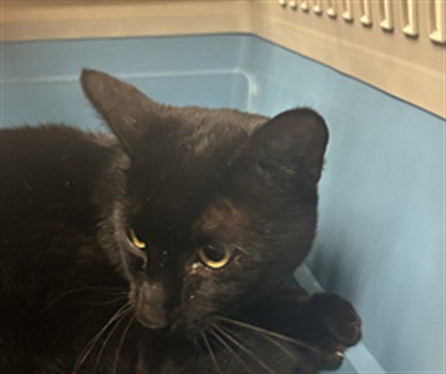 GOBI - Domestic Short Hair available for adoption