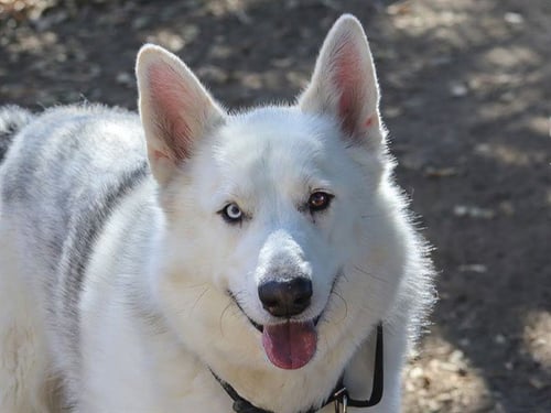 GIGANTOR - Siberian Husky available for adoption