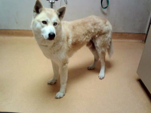 GAMECUBE - Siberian Husky available for adoption