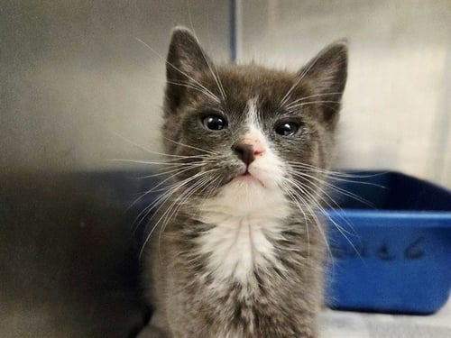 A1055257 - Domestic Short Hair available for adoption