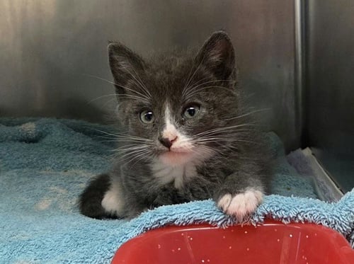 A1055257 - Domestic Short Hair available for adoption
