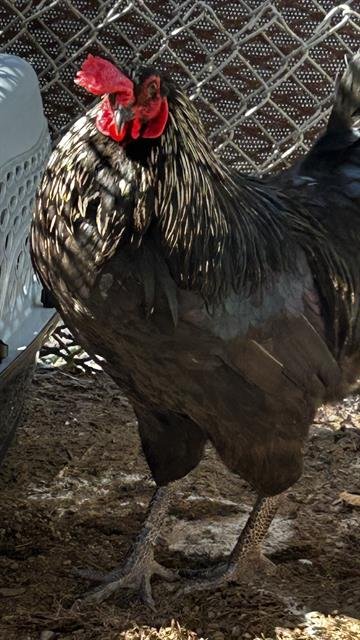 GOLDENROD - Chicken available for adoption