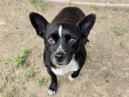 MORENA - Terrier available for adoption