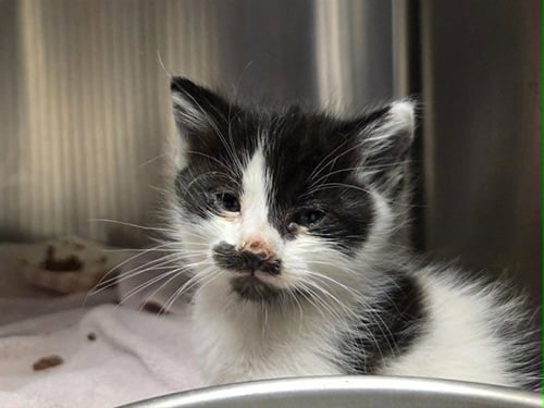 A1048830 - Domestic Short Hair available for adoption