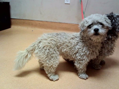 PARIS - Shih Tzu available for adoption