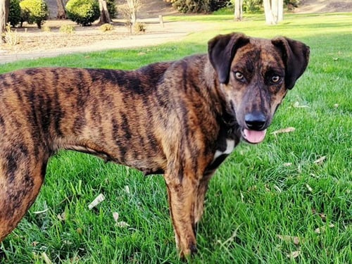 TETRA - Terrier available for adoption