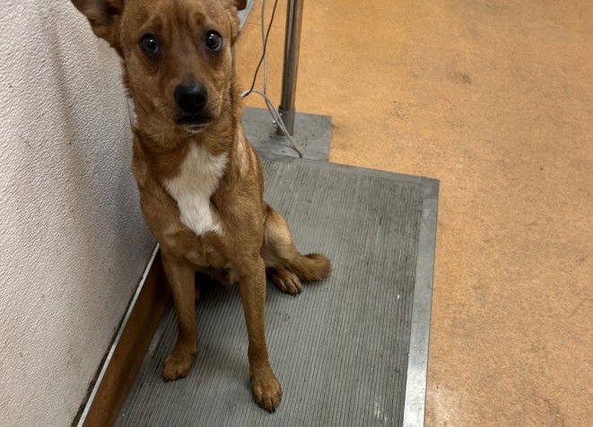 SPIDERMAN - Carolina Dog available for adoption