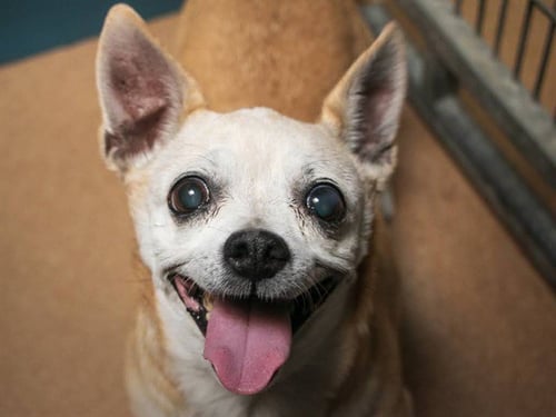 BOO - Chihuahua available for adoption