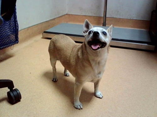 BOO - Chihuahua available for adoption