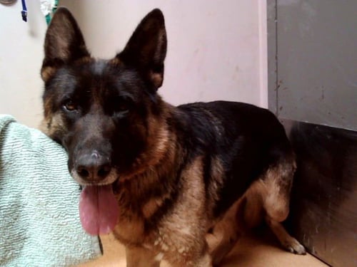 DREAM GIRL - German Shepherd Dog for adoption in Vallejo