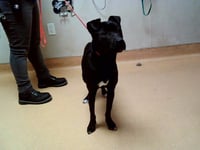 PEPPER - Photo 1