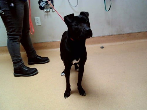 PEPPER - Pit Bull Terrier available for adoption