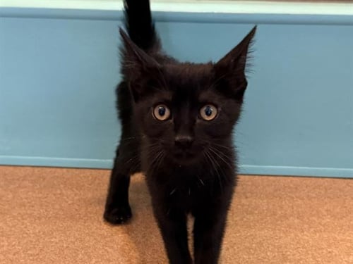 A1051026 - Domestic Short Hair available for adoption