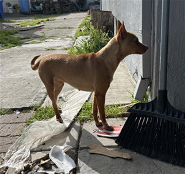 FLIRTY - Chihuahua available for adoption