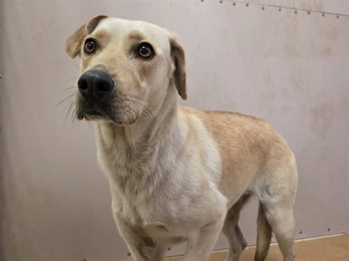 WAFFLES - Labrador Retriever available for adoption