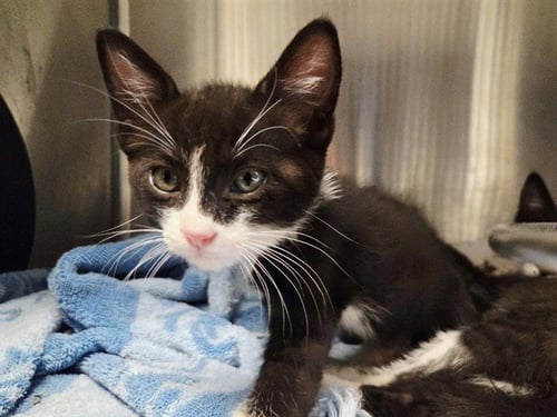 A1053676 - Domestic Short Hair available for adoption