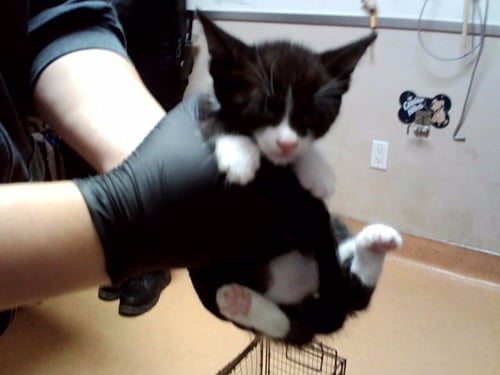 A1053676 - Domestic Short Hair available for adoption