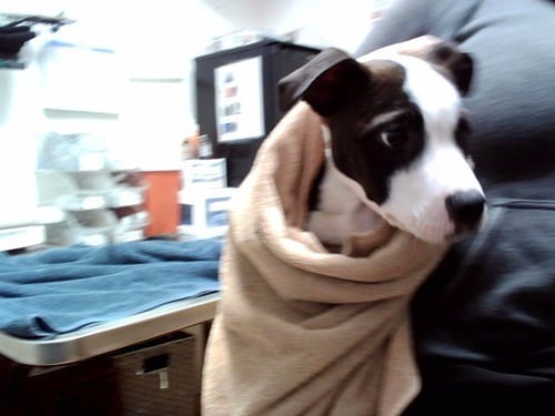 A1055082 - Pit Bull Terrier available for adoption