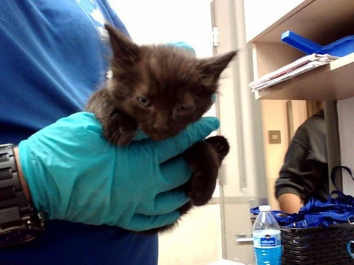 A1053677 - Domestic Medium Hair available for adoption