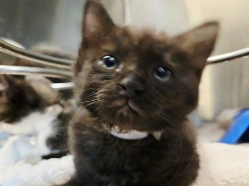 A1053677 - Domestic Medium Hair available for adoption