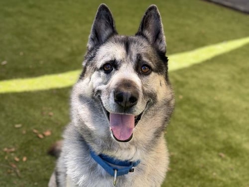 STAN - German Shepherd Dog for adoption in Concord