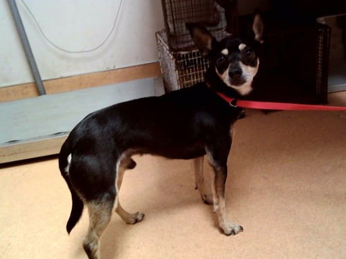 PINK PANTHER - Chihuahua available for adoption