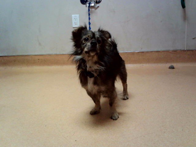 STATLER Image