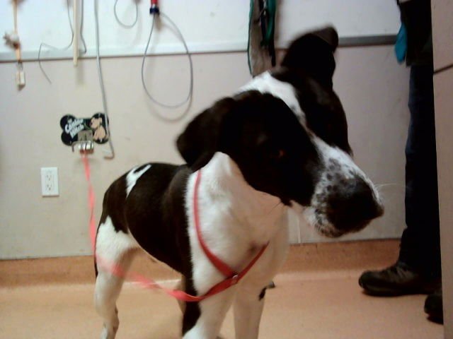 KENNY G - Pit Bull Terrier available for adoption