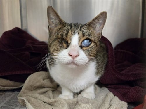 HARMONY - Domestic Short Hair available for adoption
