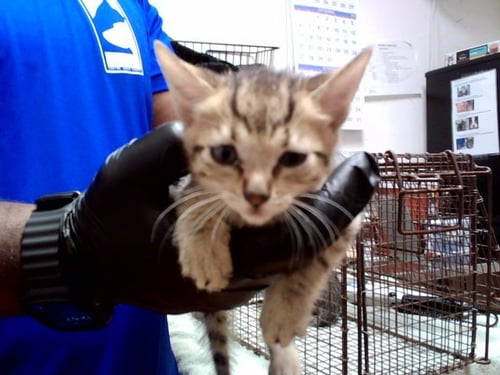 A1053459 - Domestic Short Hair available for adoption
