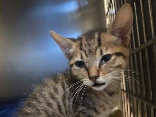 A1053459 - Domestic Short Hair available for adoption