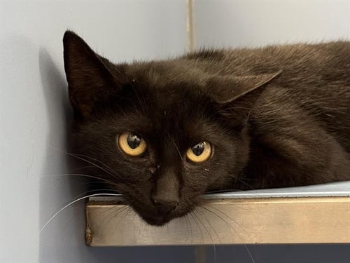 OXFORD - Domestic Short Hair available for adoption