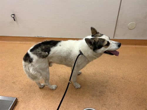KIPPER - Siberian Husky available for adoption