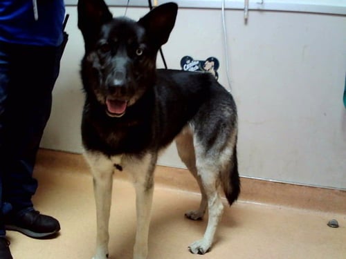 LILA - German Shepherd Dog / Siberian Husky available for adoption