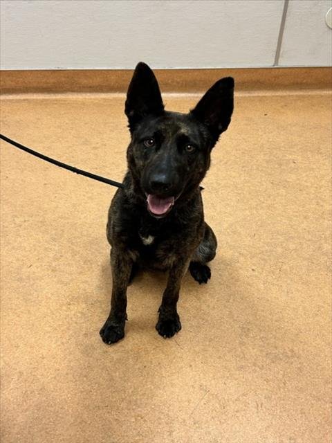 TANDY - German Shepherd Dog available for adoption